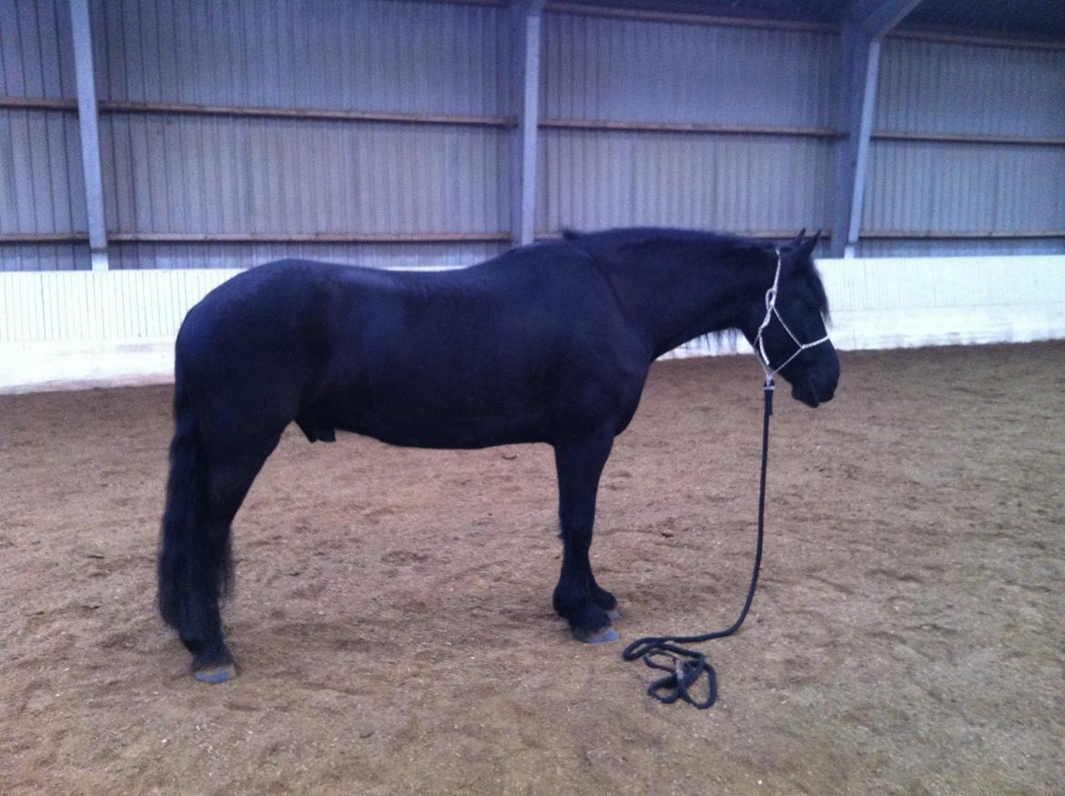 Frieser Tjark billede 6