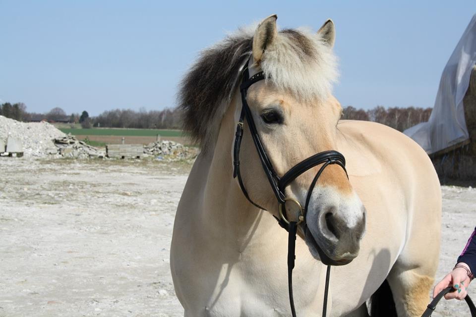 Fjordhest Rævehøjs julius (julle) - Whoever said a diamond is a girls best friend did not owned a horse <3  billede 32