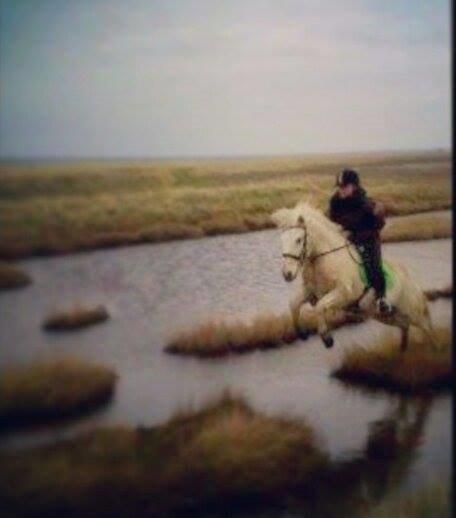 Islænder Jökull billede 19