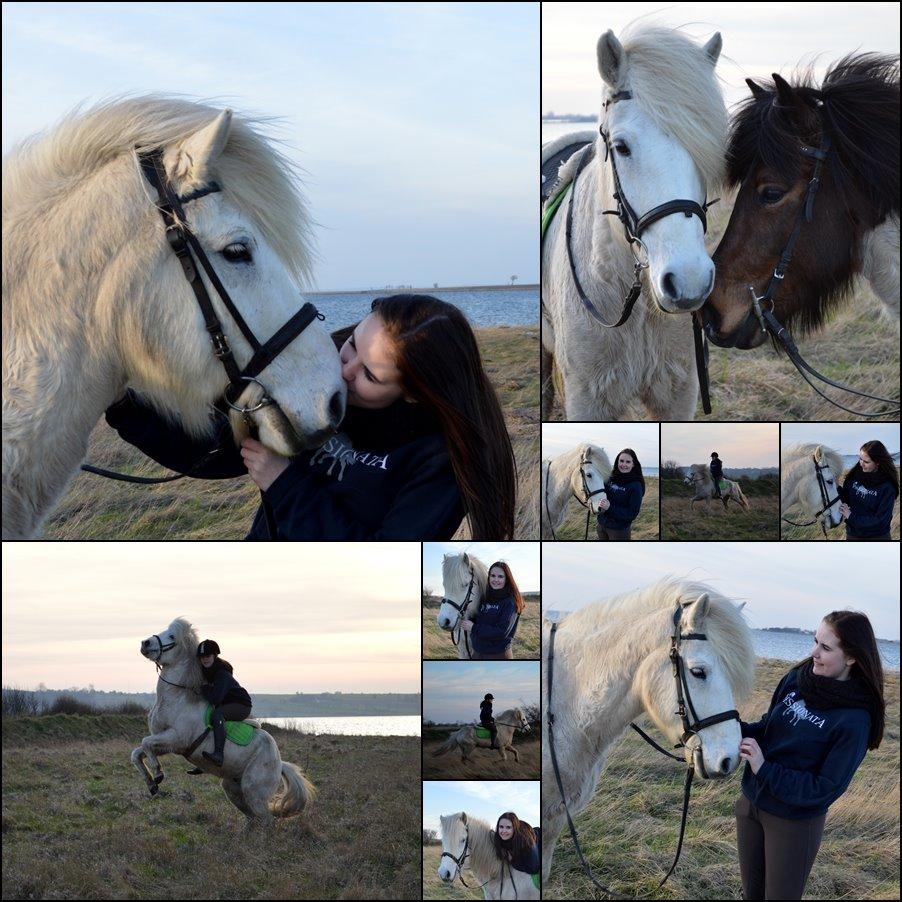 Islænder Jökull billede 20