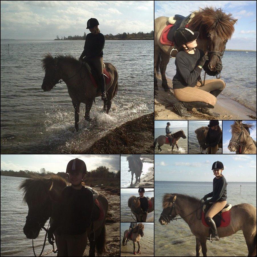 Islænder Fönn fra Ærø billede 20