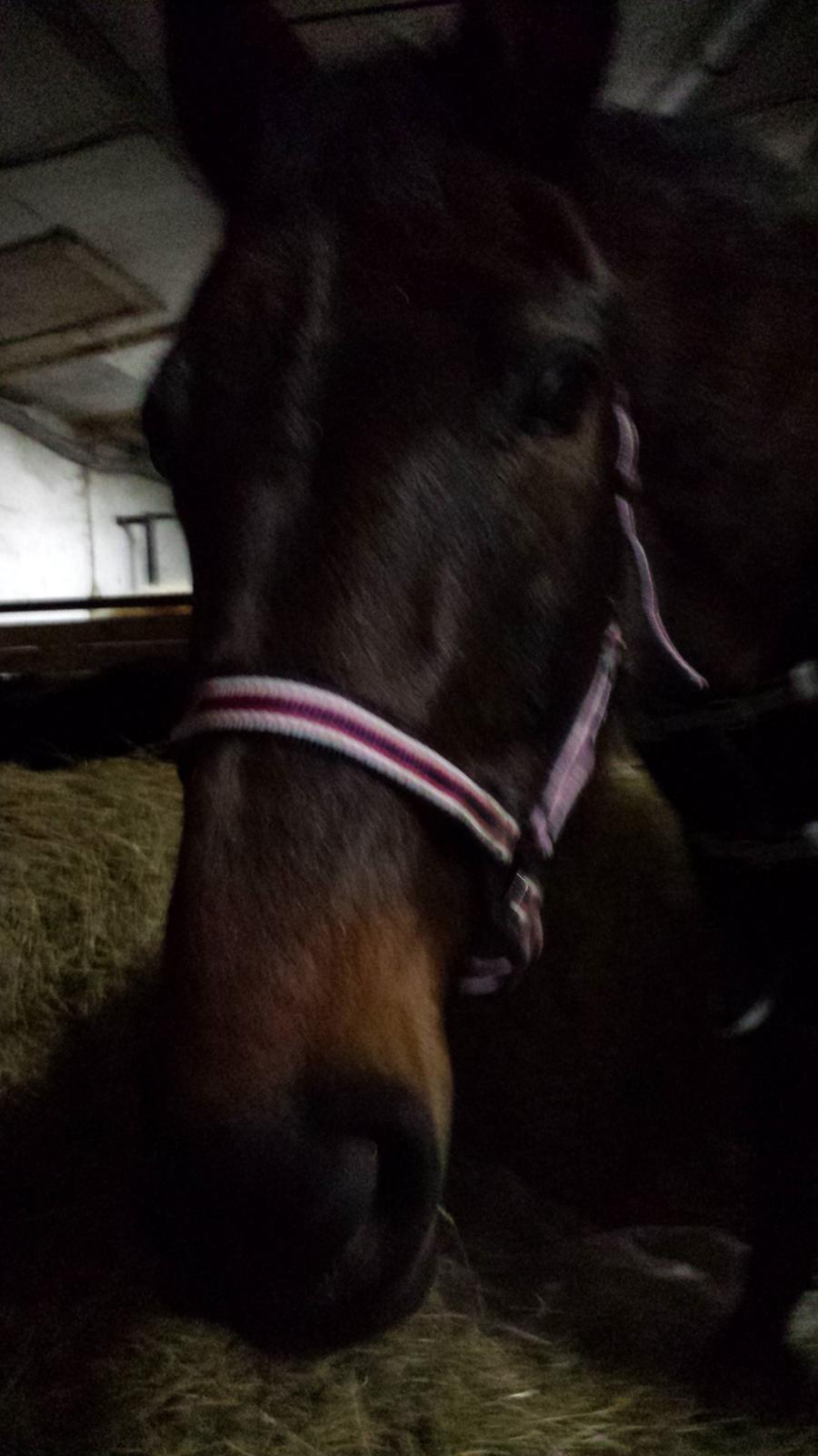 Traver Nikita ås billede 42