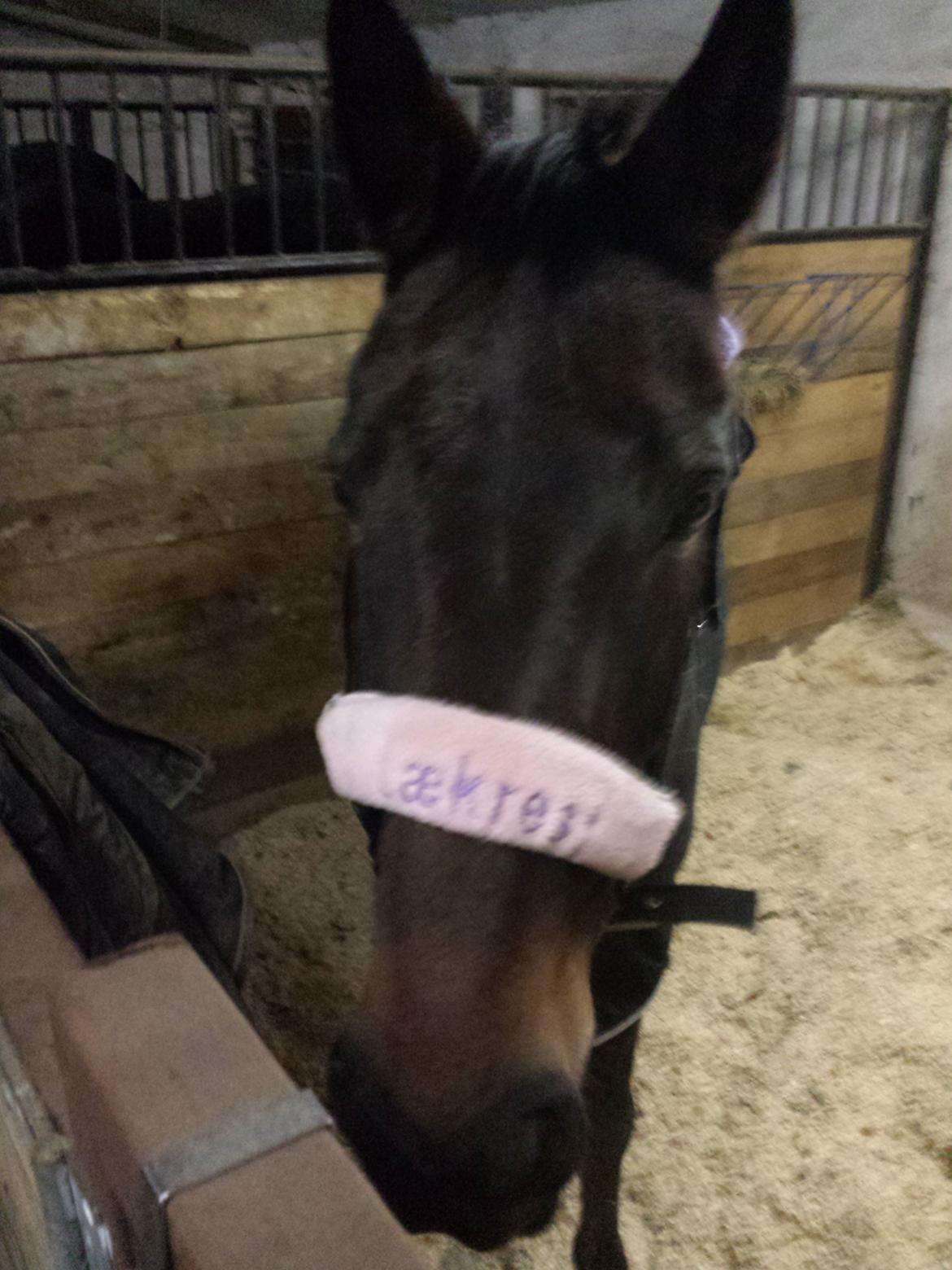 Traver Nikita ås billede 43