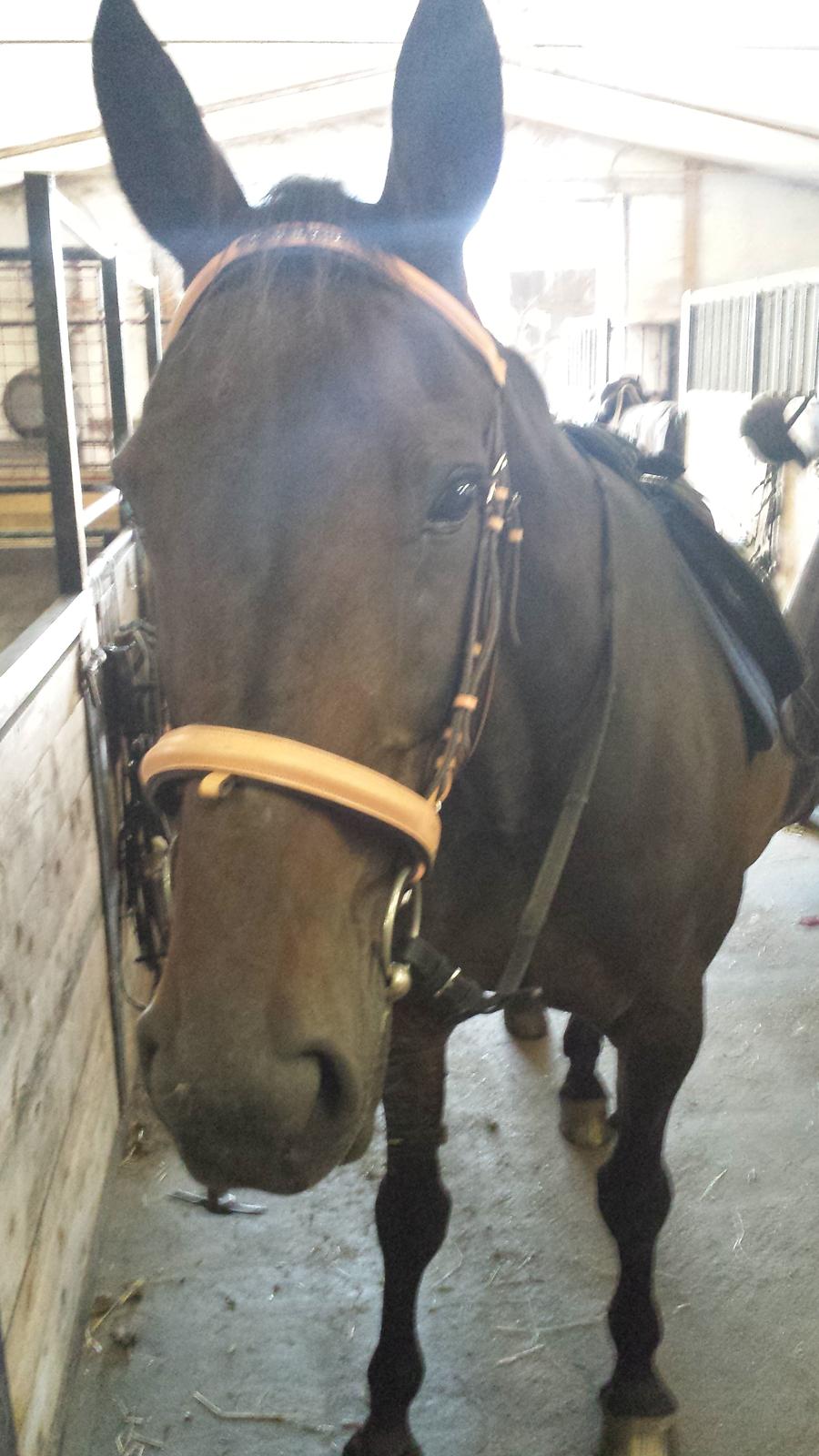 Traver Nikita ås billede 45