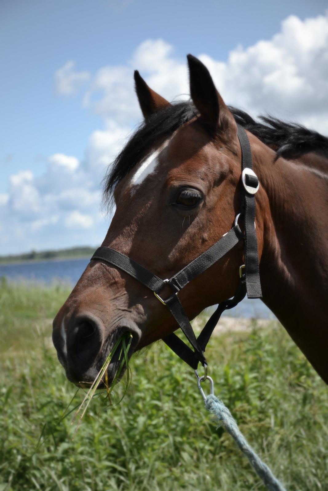 DSP Bæklunds Camikka billede 11