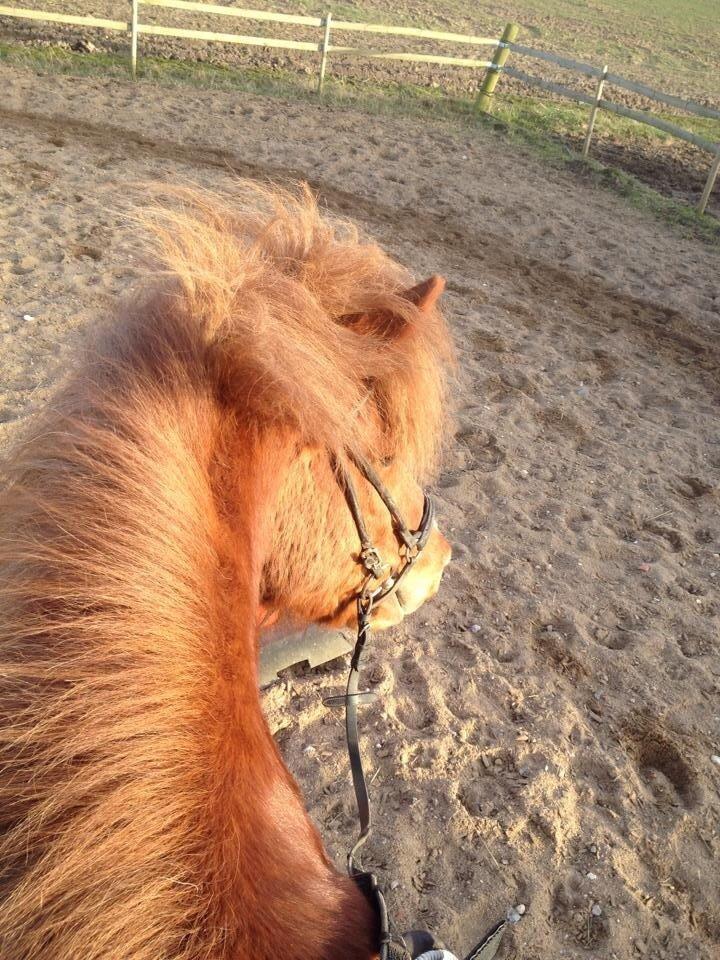 Islænder Mundilfari frá Meldgaard billede 2