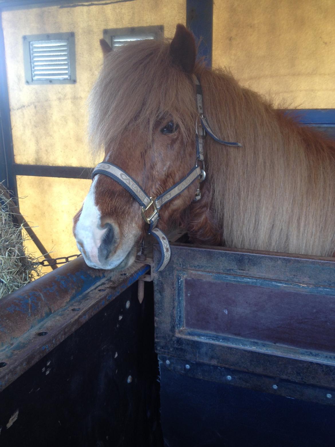 Islænder Mundilfari frá Meldgaard - Til Atli undervisning billede 1