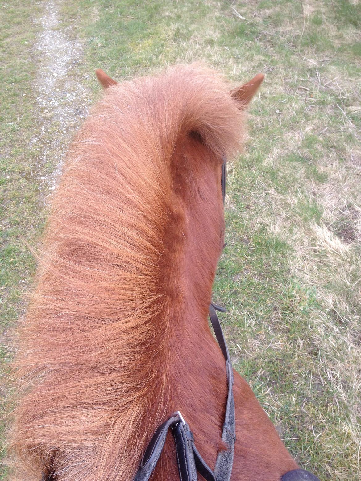 Islænder Mundilfari frá Meldgaard billede 3