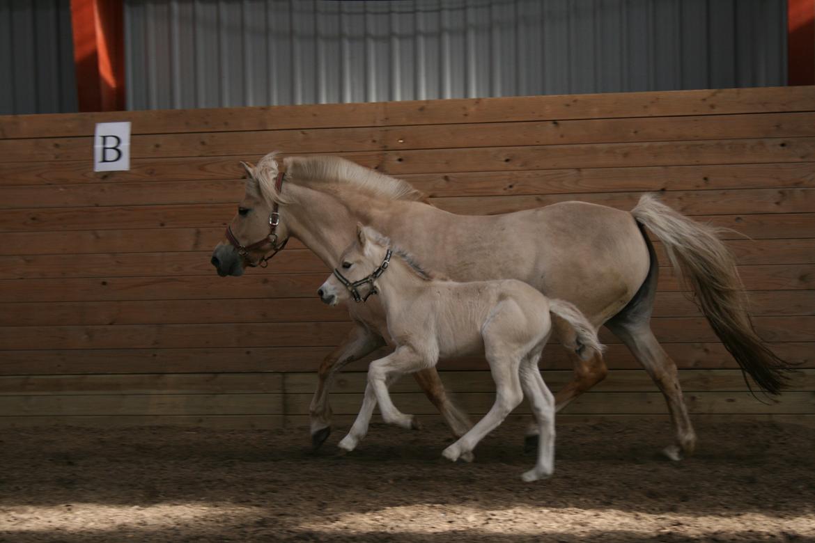 Fjordhest Risdal's Konstantinos billede 2