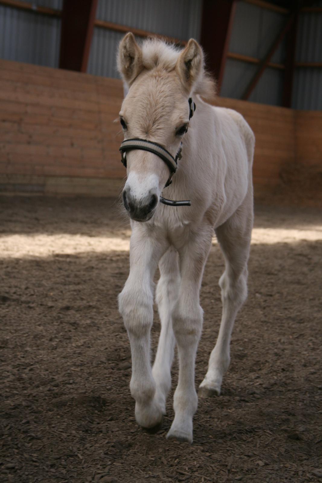 Fjordhest Risdal's Konstantinos billede 3
