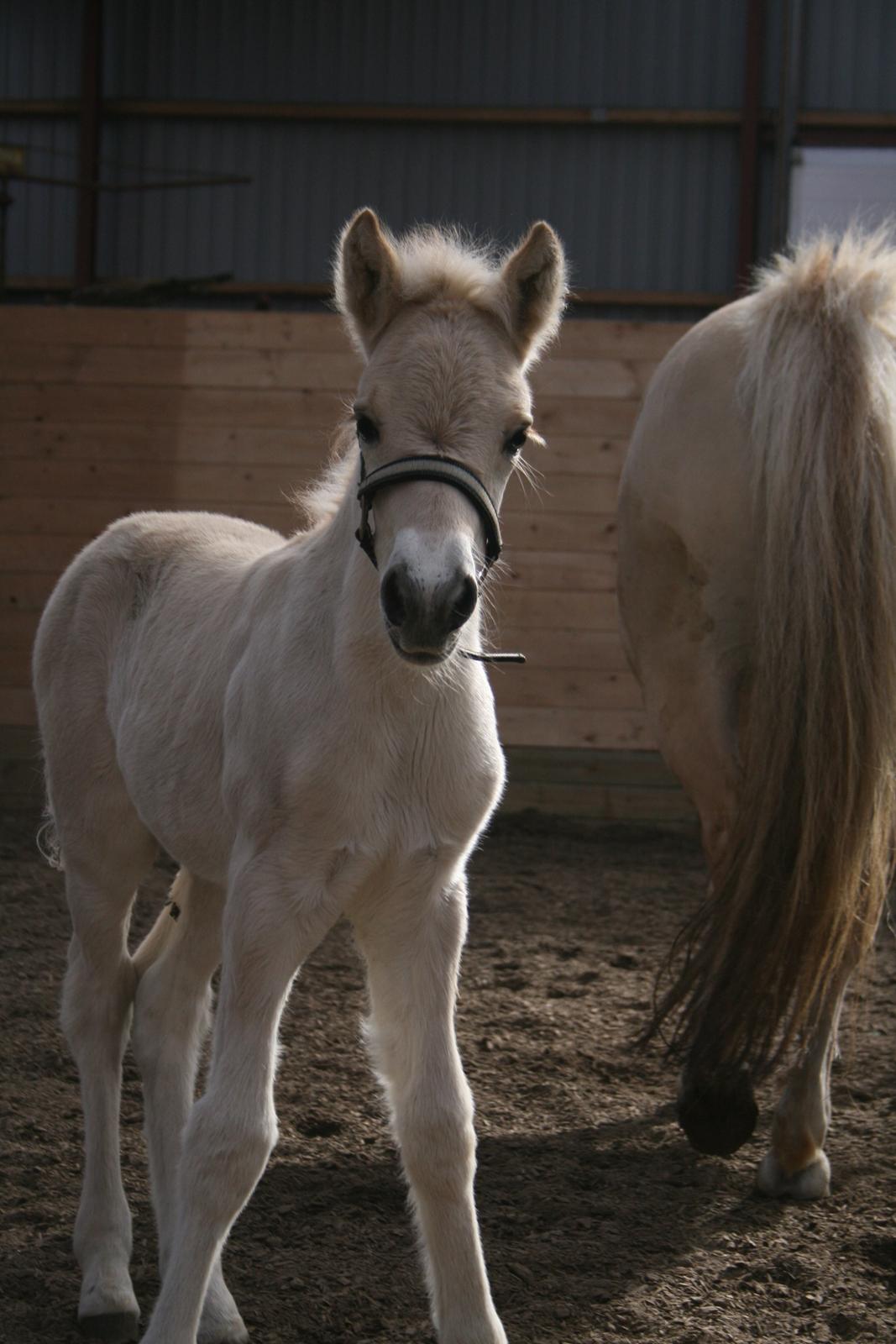 Fjordhest Risdal's Konstantinos billede 4