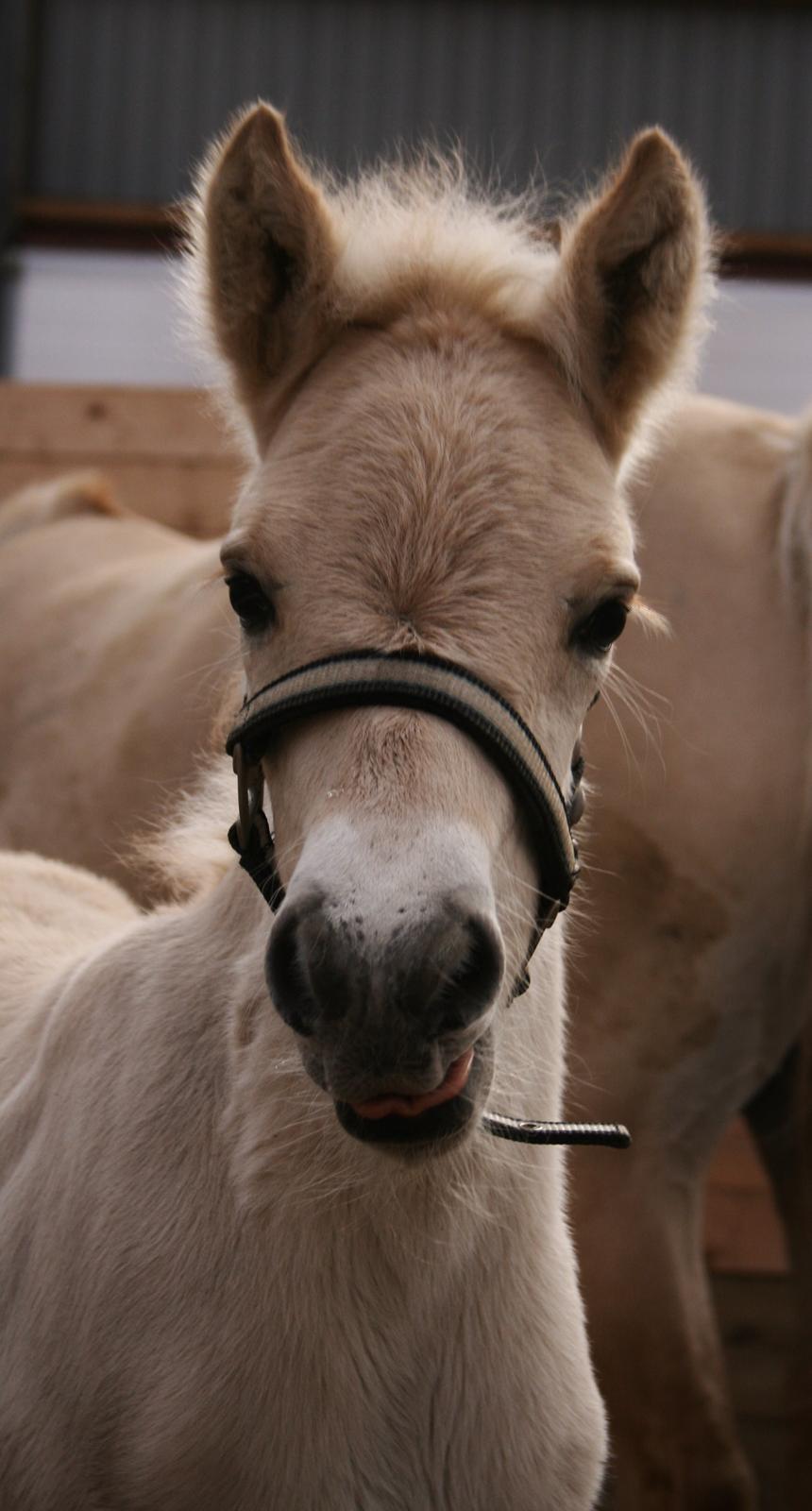 Fjordhest Risdal's Konstantinos billede 5