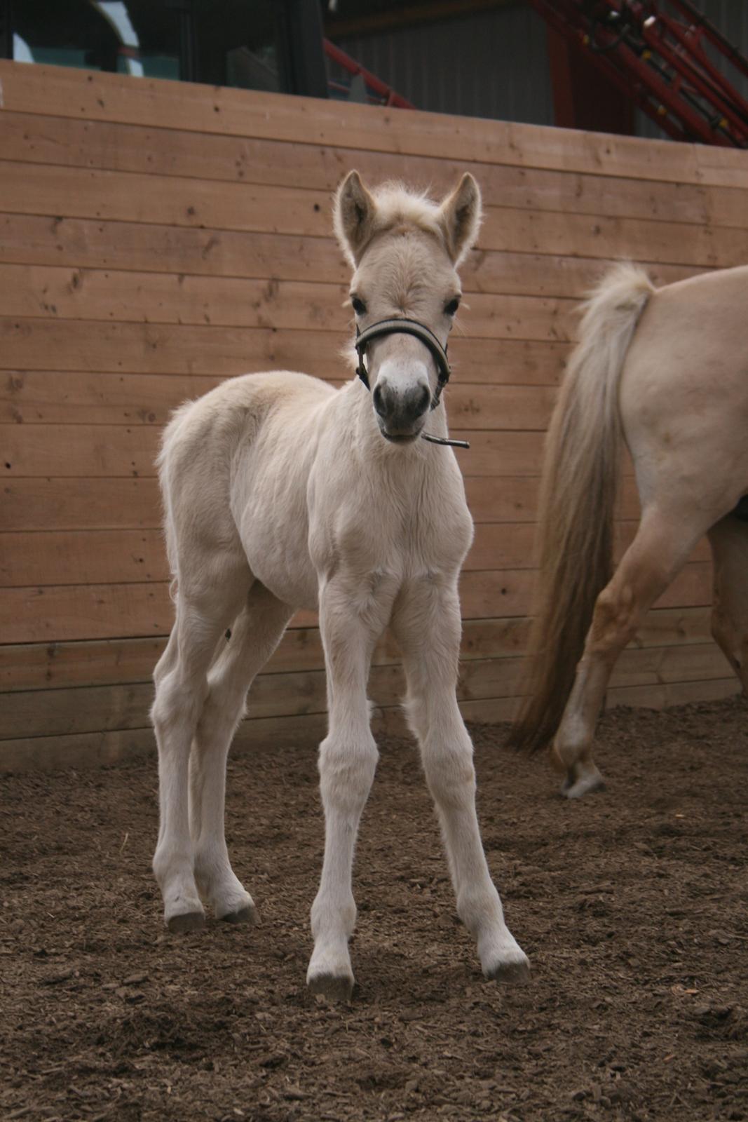 Fjordhest Risdal's Konstantinos billede 6