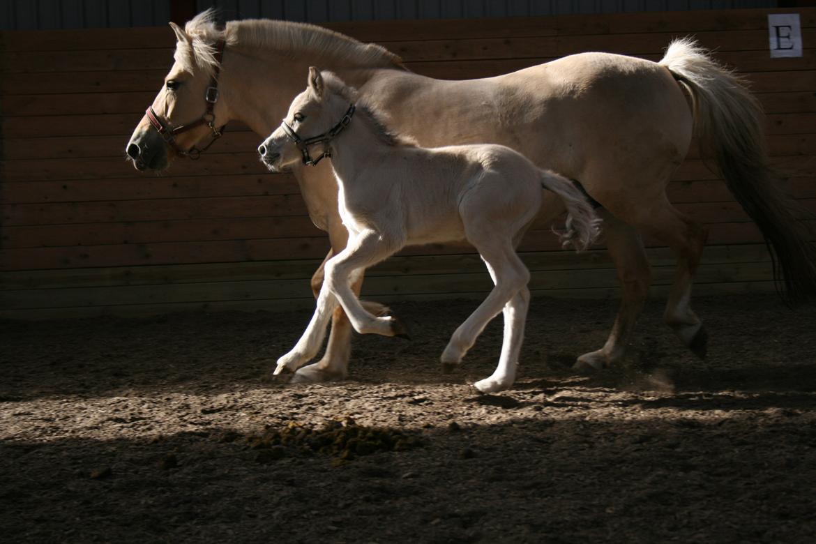 Fjordhest Risdal's Konstantinos billede 1