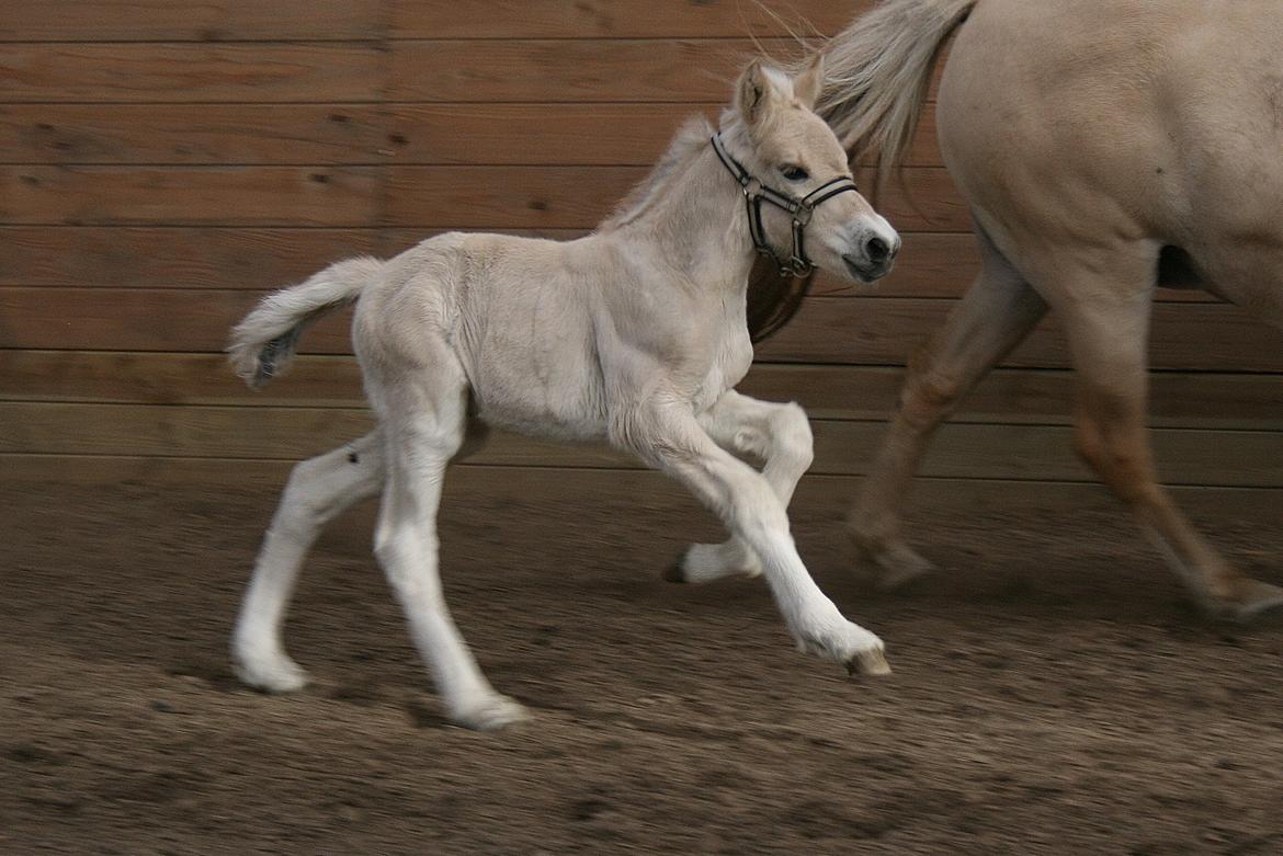 Fjordhest Risdal's Konstantinos billede 8