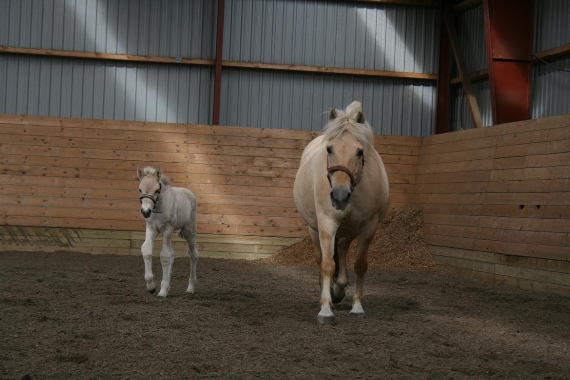 Fjordhest Risdal's Konstantinos billede 9