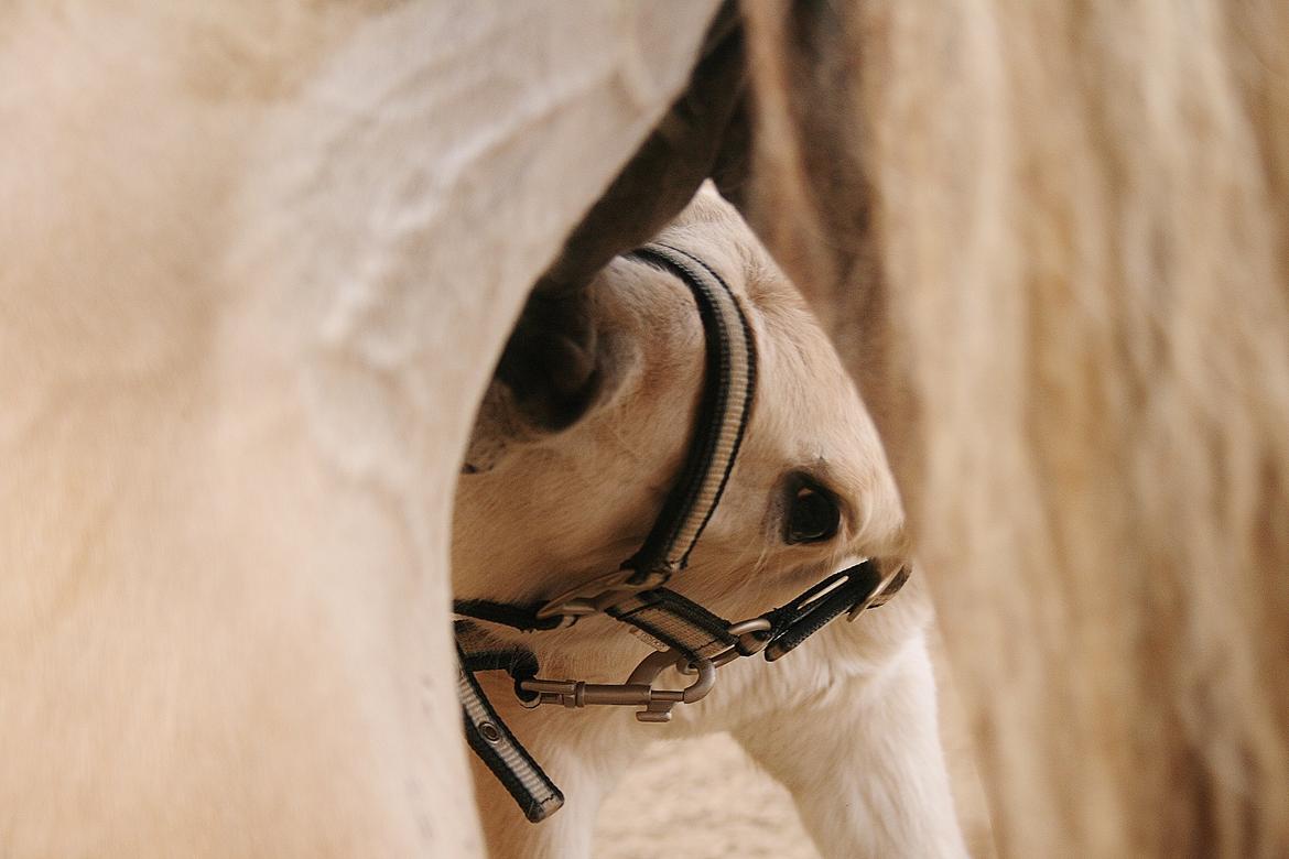 Fjordhest Risdal's Konstantinos billede 10