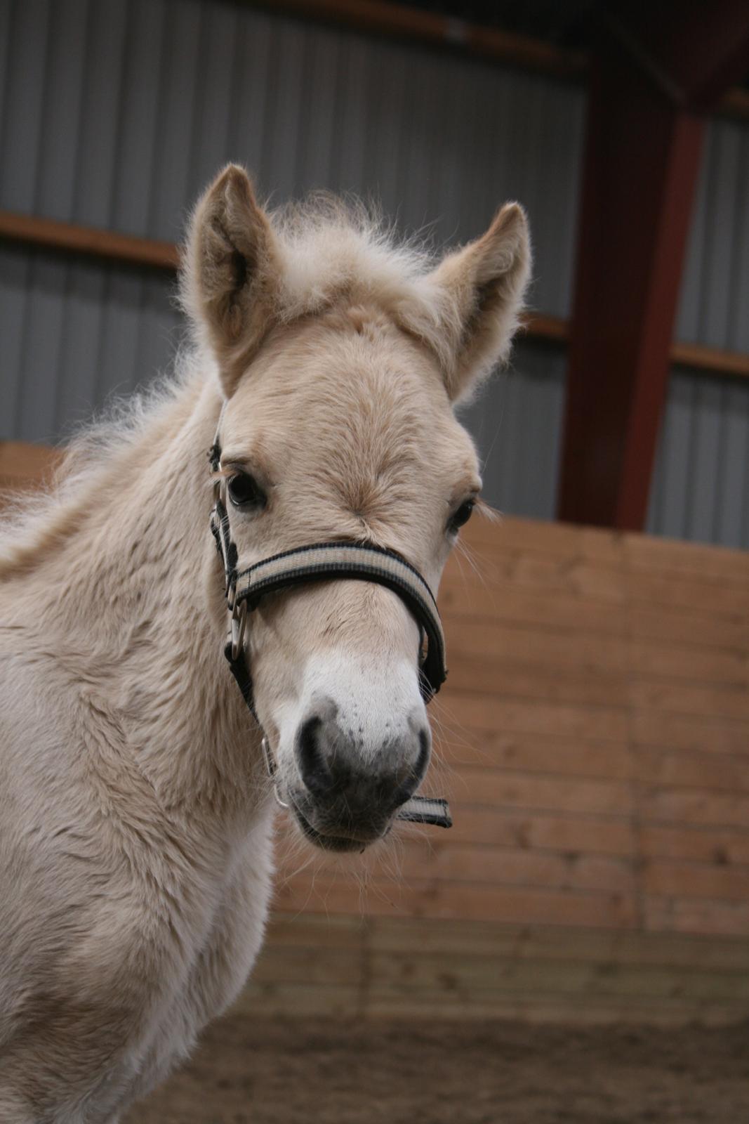 Fjordhest Risdal's Konstantinos billede 11