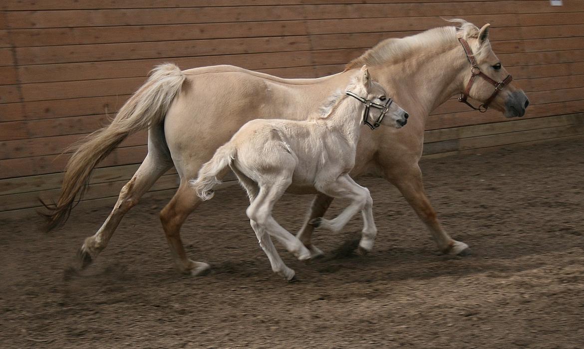 Fjordhest Risdal's Konstantinos billede 7