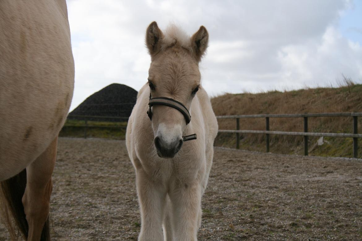 Fjordhest Risdal's Konstantinos billede 12