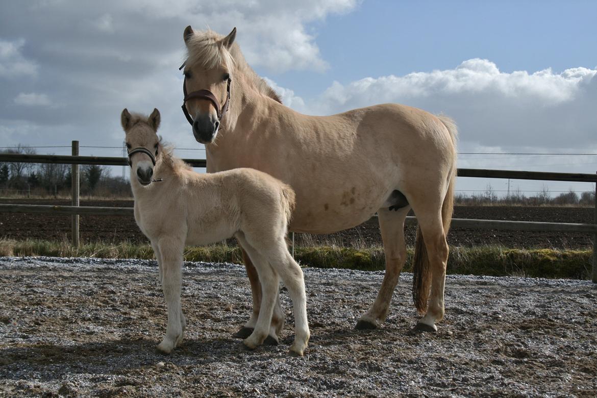 Fjordhest Risdal's Konstantinos billede 14