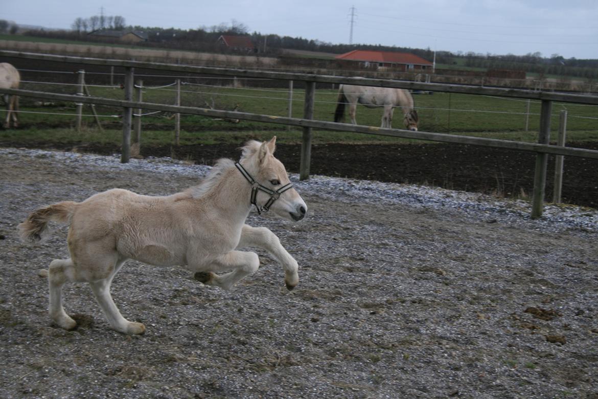 Fjordhest Risdal's Konstantinos billede 13