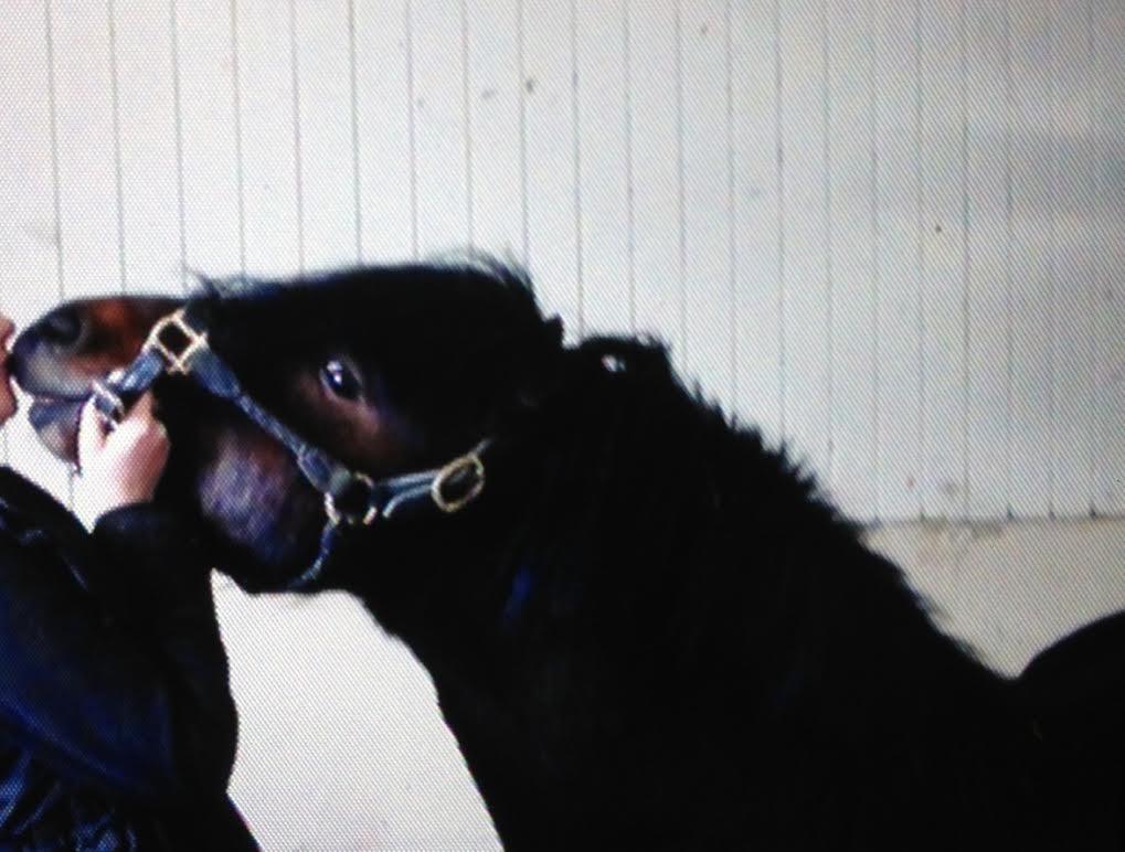 Dartmoor Anc-Neu Kao - mys :) billede 4