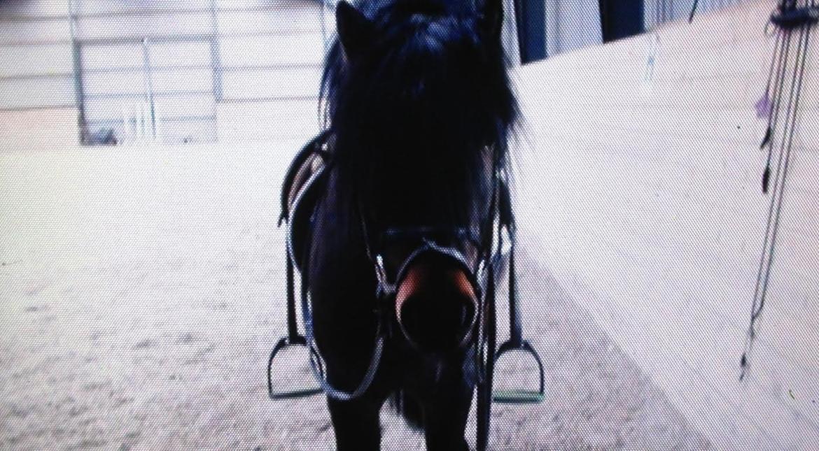 Dartmoor Anc-Neu Kao billede 6