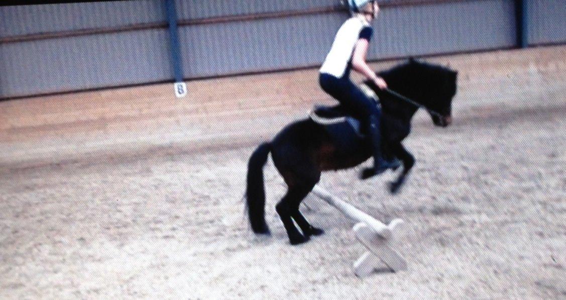 Dartmoor Anc-Neu Kao - Spring. billede 7