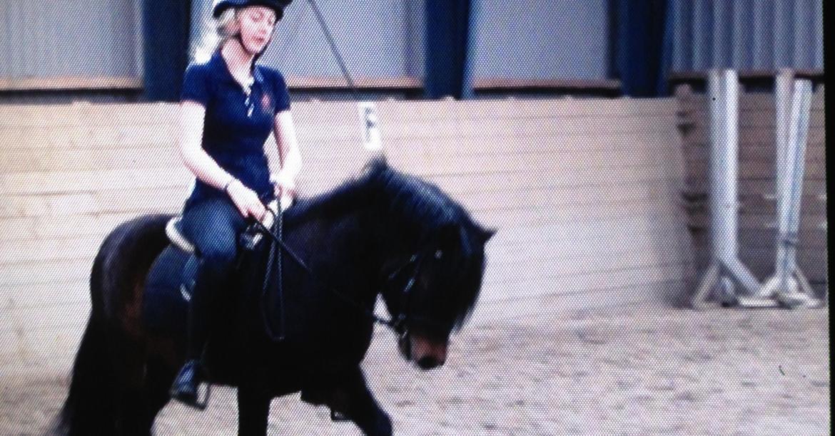 Dartmoor Anc-Neu Kao - Dressur. billede 9