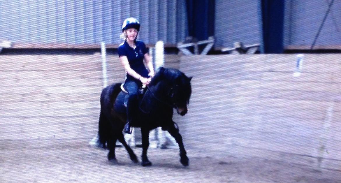 Dartmoor Anc-Neu Kao - Dressur. billede 5