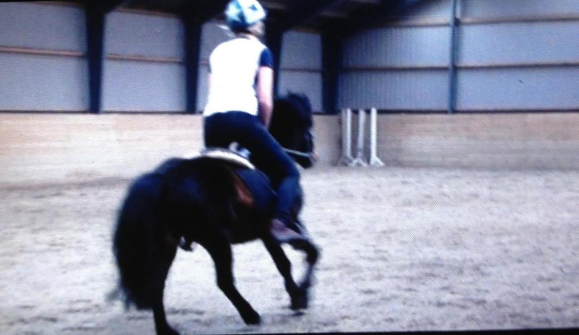 Dartmoor Anc-Neu Kao billede 13