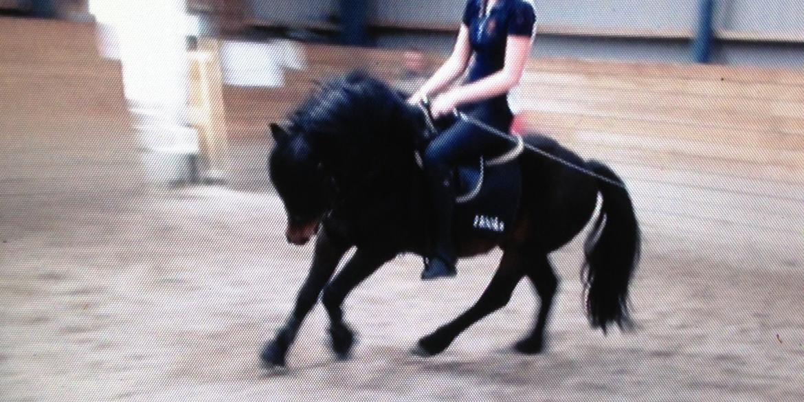 Dartmoor Anc-Neu Kao - Dressur. billede 12