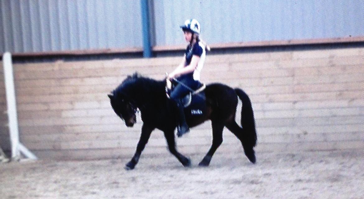 Dartmoor Anc-Neu Kao - Dressur. billede 15