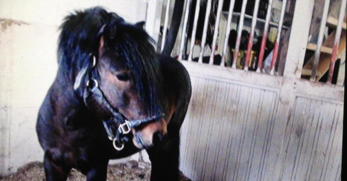 Dartmoor Anc-Neu Kao billede 16