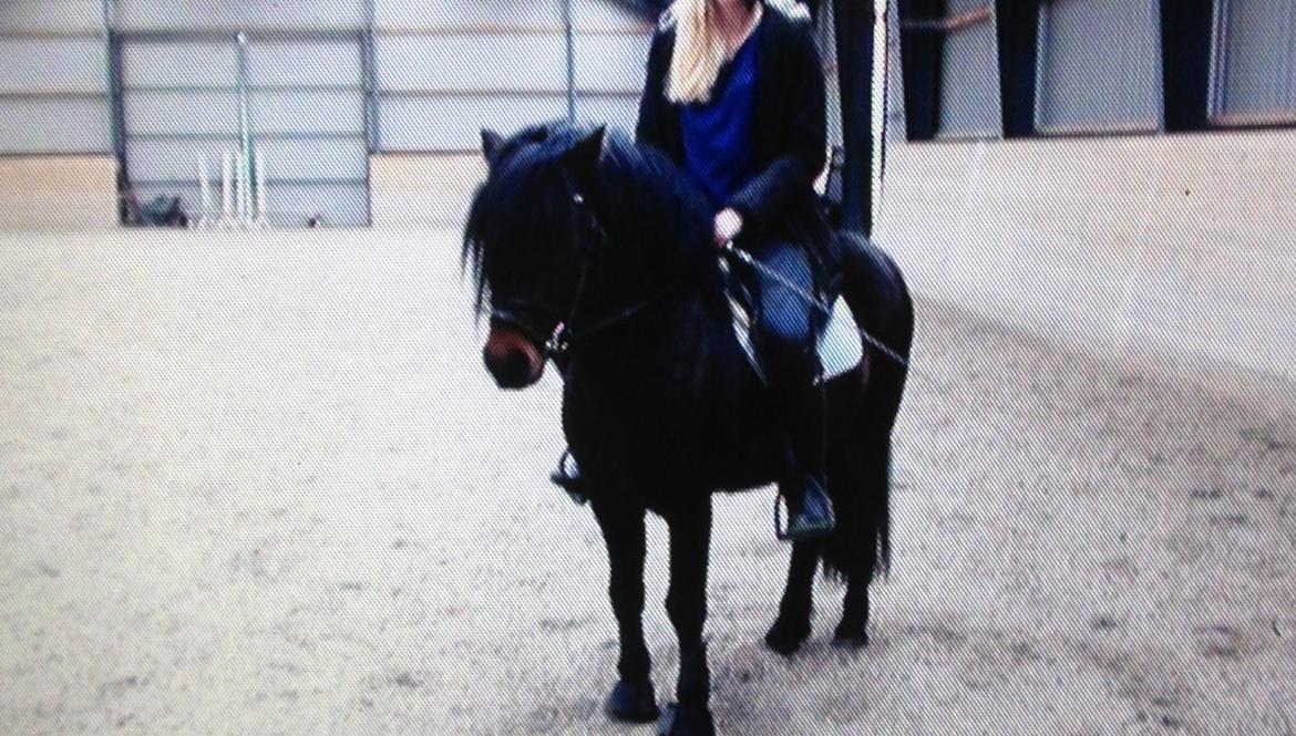 Dartmoor Anc-Neu Kao billede 17