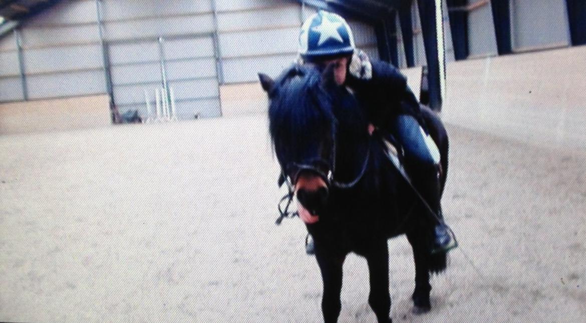 Dartmoor Anc-Neu Kao billede 11