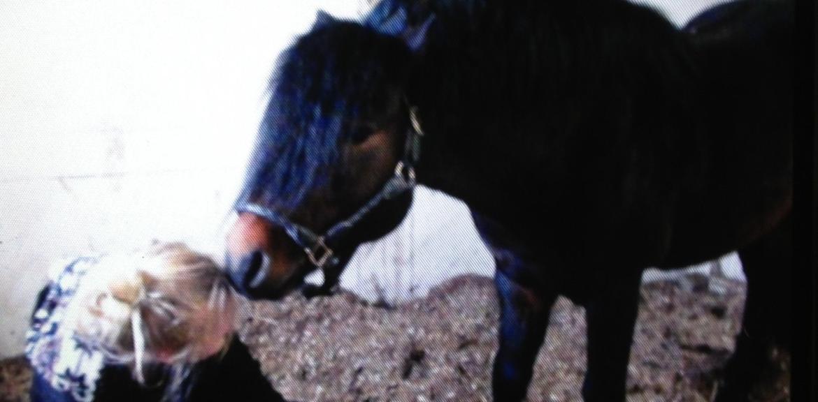 Dartmoor Anc-Neu Kao - Den bedste! billede 8