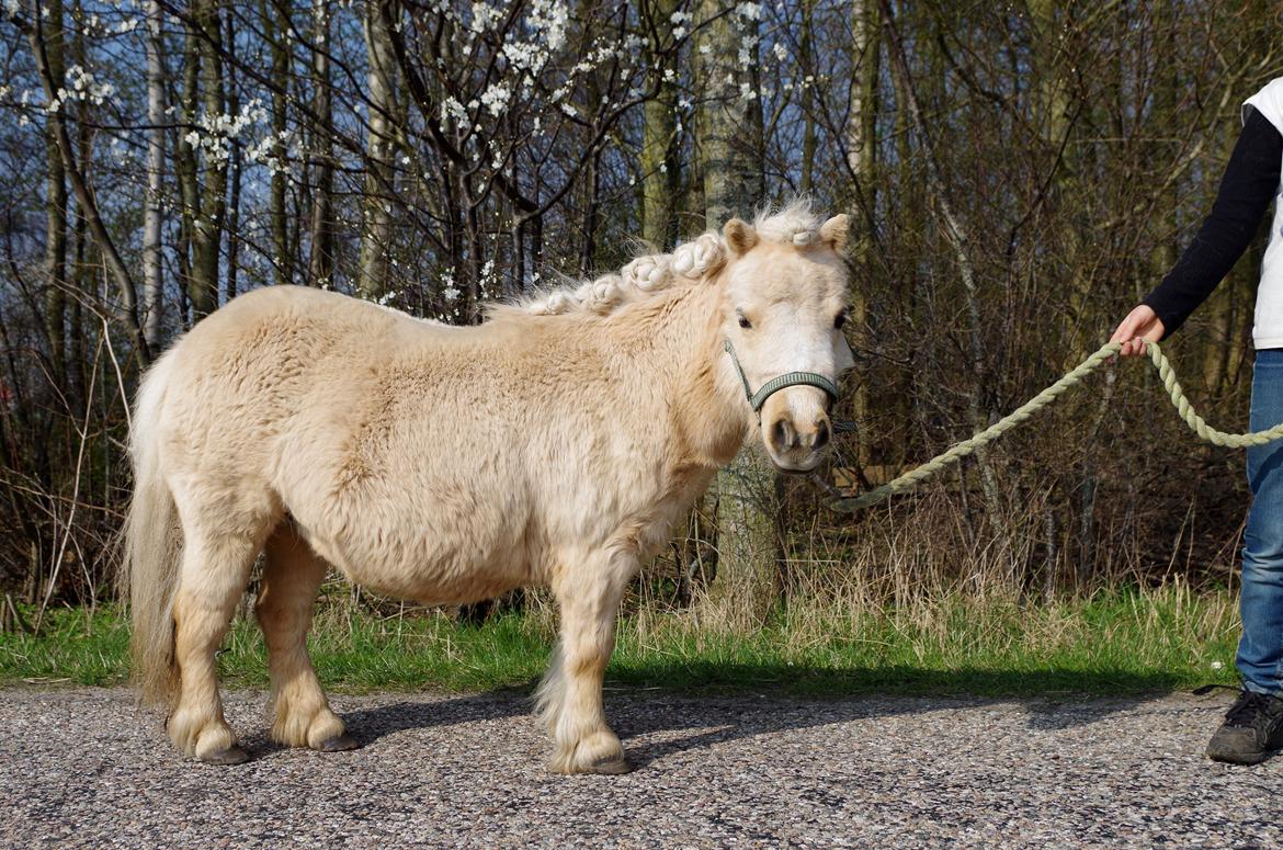 Shetlænder Egedals Trìtla (Golden Flame) billede 14