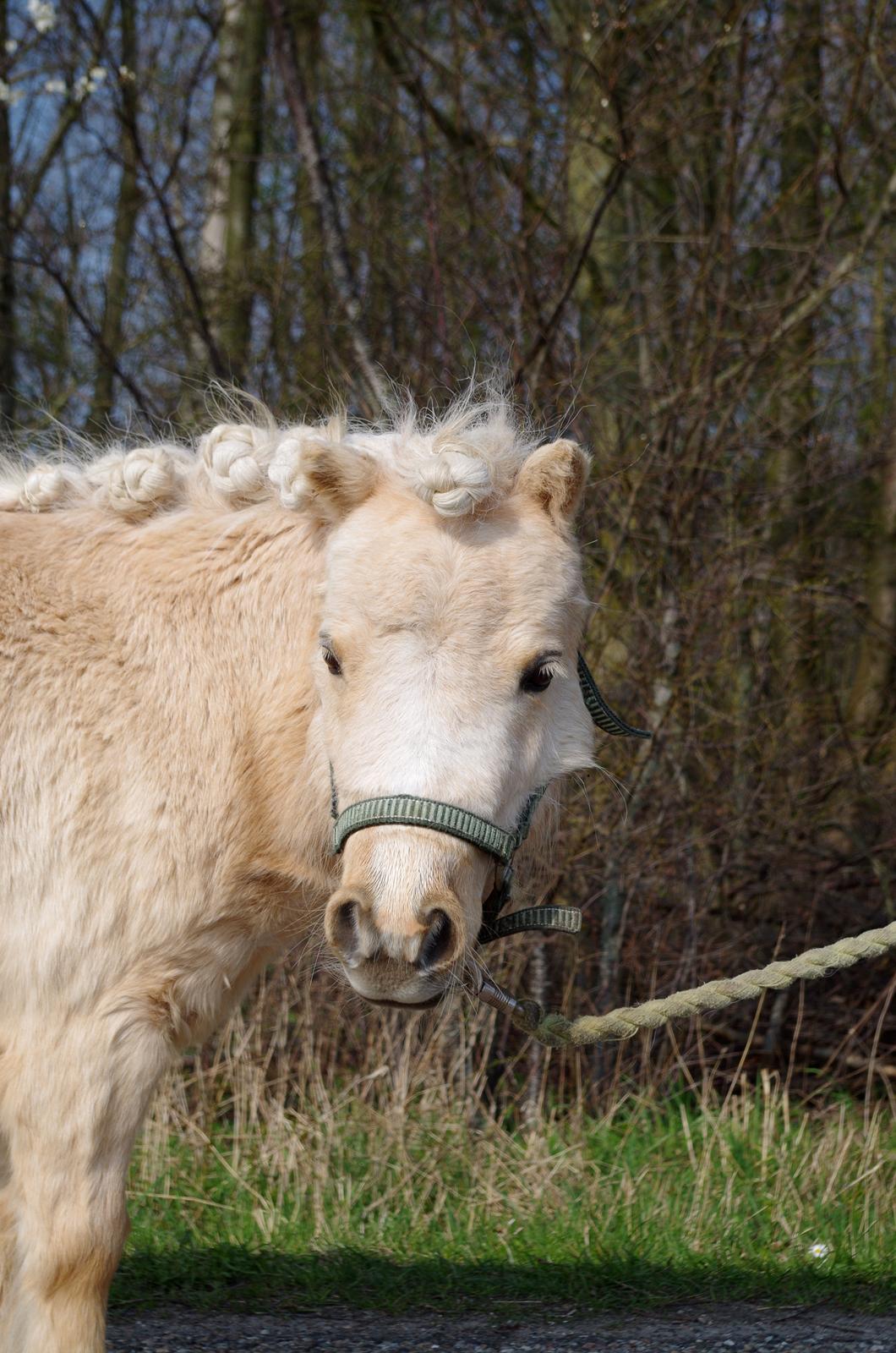 Shetlænder Egedals Trìtla (Golden Flame) billede 5