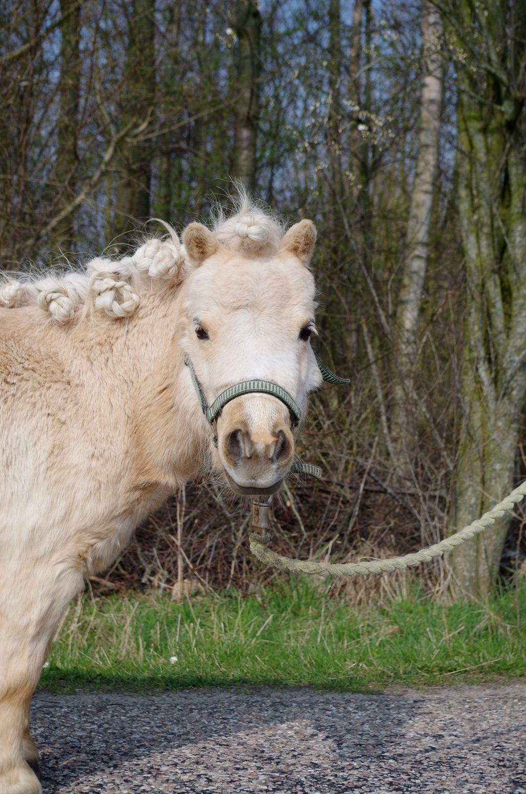 Shetlænder Egedals Trìtla (Golden Flame) billede 16