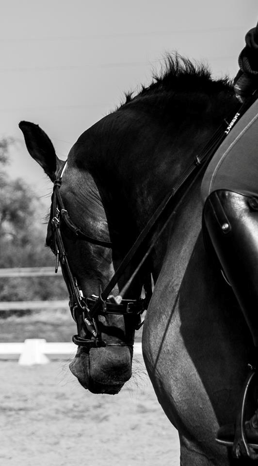 Holstener Cissè Qnego Z billede 6