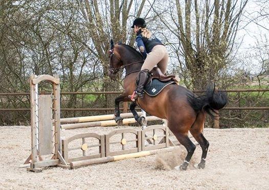 Holstener Cissè Qnego Z billede 7