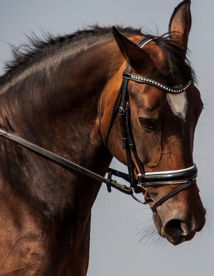 Holstener Cissè Qnego Z billede 8