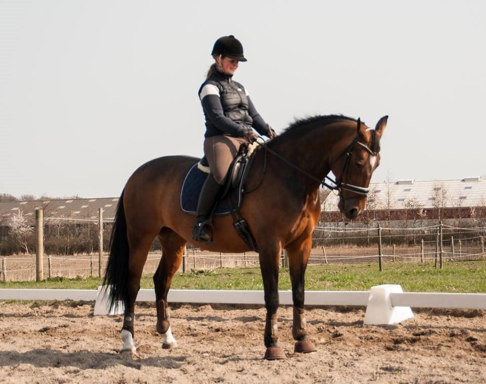 Holstener Cissè Qnego Z billede 11