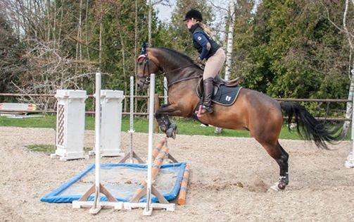 Holstener Cissè Qnego Z billede 16