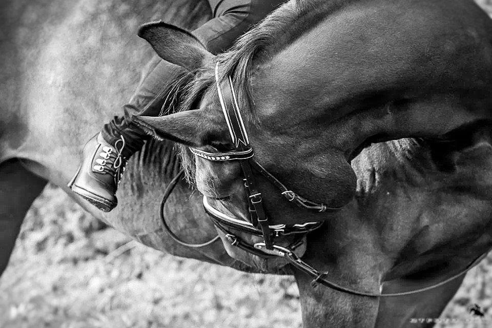 Holstener Cissè Qnego Z billede 18