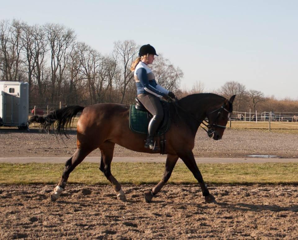 Holstener Cissè Qnego Z billede 14