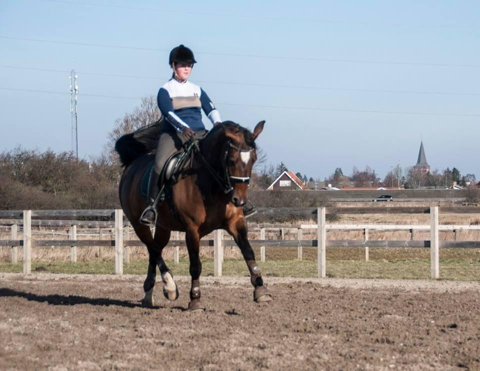 Holstener Cissè Qnego Z billede 19