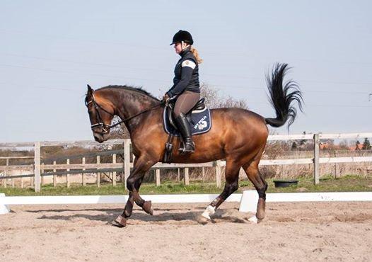 Holstener Cissè Qnego Z billede 20